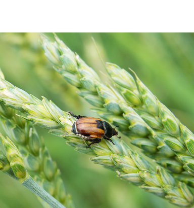 Agricultural & Horticultural Consulting