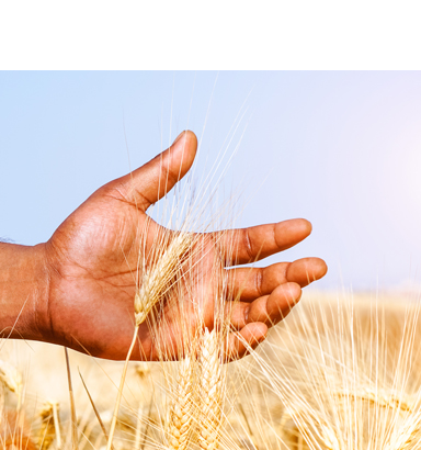 Grain Marketing, Logistics